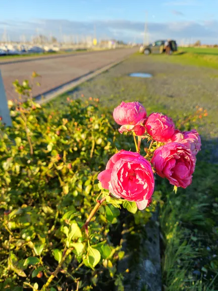 Port of Nieuwpoort (Belgium)